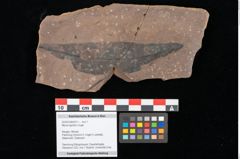 Foto (Objekt + Etikett) von Myrica lignitum Unger (NHMW-GEO-2024-0188-0511)